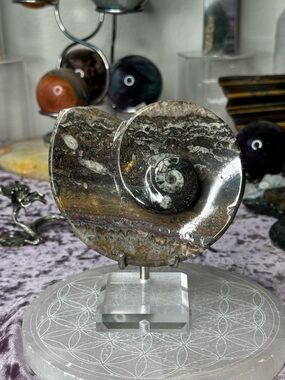 Shell Fossil Ammonite Bowl From Morocco
